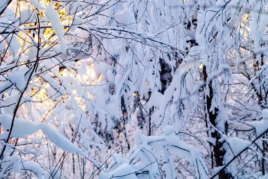 Beautiful winter landscape. Snow-covered branches of bushes in the light of sunset, can be used as a background or texture.