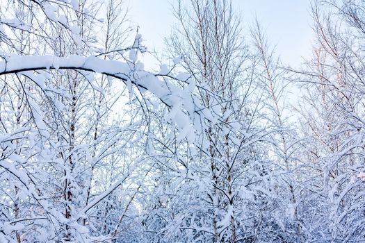 Beautiful winter landscape. Snow-covered branches of bushes in the light of sunset, can be used as a background or texture.