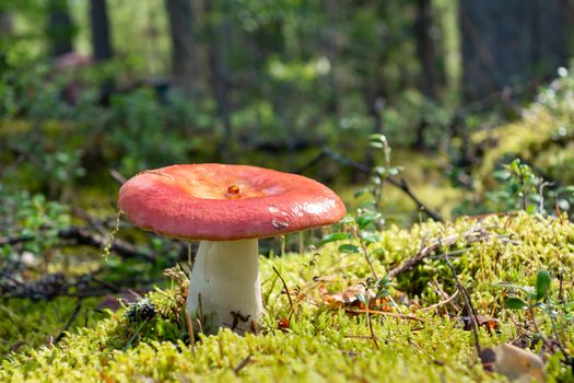 Red russula in green moss in the autumn forest.