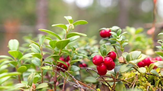 Bunch of lingonberries on a branch in the forest surrounded by white and green moss.