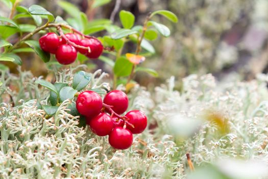 Bunch of lingonberries on a branch in the forest surrounded by white moss.