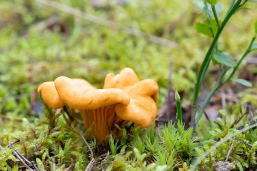 Edible and delicious chanterelle mushroom in the forest surrounded by green moss.