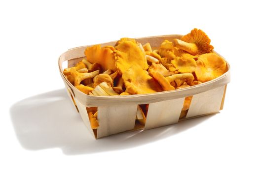 Group of edible forest chanterelle mushrooms in a wooden box of veneer isolated on white background.