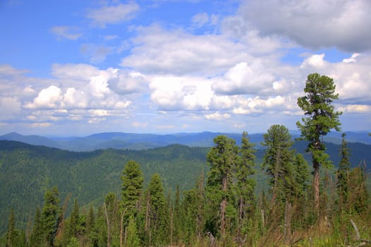 View of the mountain ranges from the top of the hill through tall pine trees. Altai, Siberia, Russia.