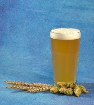 A full glass glass of wheat beer with foam, next to hops and wheat. Close-up.