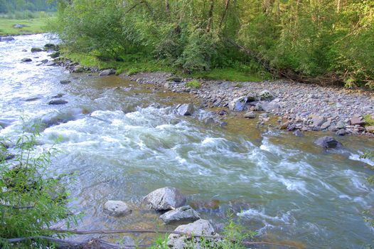 Rough and shallow river flowing through the morning forest. Altai, Siberia, Russia.