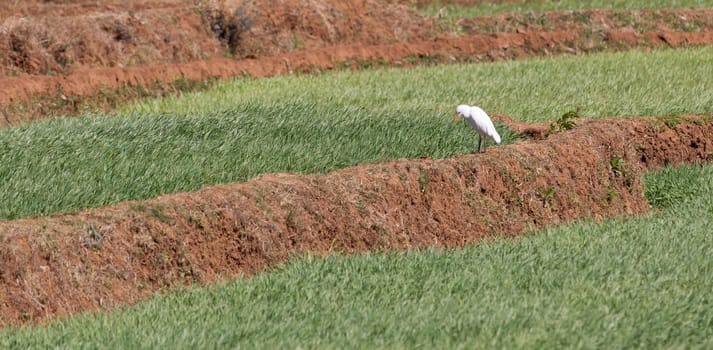 Agricultural fields in Madagascar, food for the local people