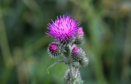 close up of Carduus acanthoides, known as the spiny plumeless thistle, welted thistle, and plumeless thistle