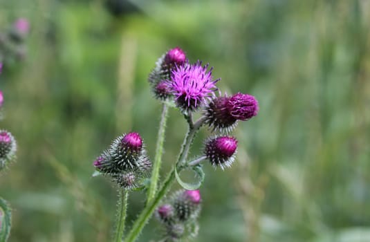 close up of Carduus acanthoides, known as the spiny plumeless thistle, welted thistle, and plumeless thistle