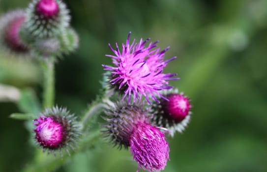 close up of Carduus acanthoides, known as the spiny plumeless thistle, welted thistle, and plumeless thistle