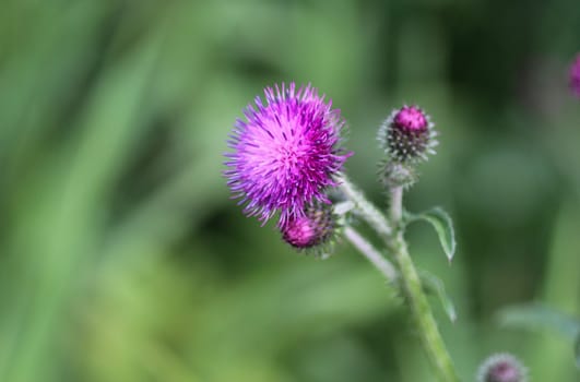close up of Carduus acanthoides, known as the spiny plumeless thistle, welted thistle, and plumeless thistle