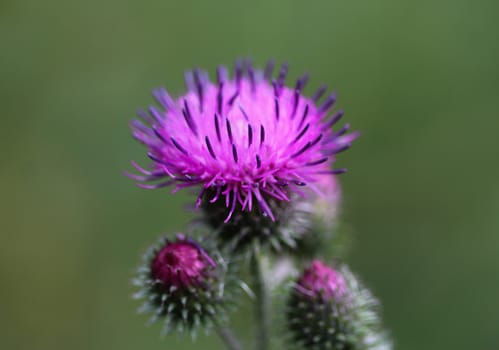 close up of Carduus acanthoides, known as the spiny plumeless thistle, welted thistle, and plumeless thistle