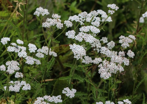 close up of Achillea millefolium, commonly known as common yarrow