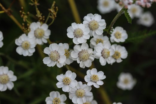 close up of Achillea millefolium, commonly known as common yarrow