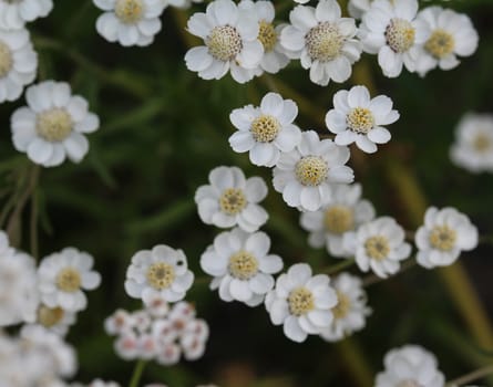 close up of Achillea millefolium, commonly known as common yarrow