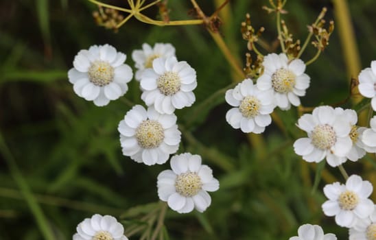close up of Achillea millefolium, commonly known as common yarrow