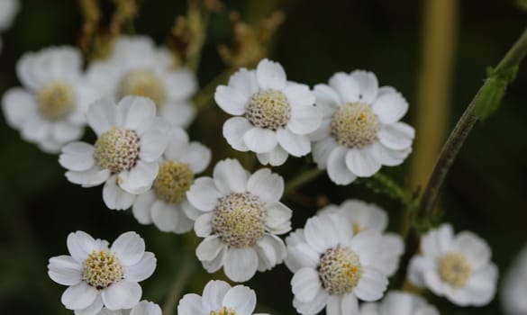 close up of Achillea millefolium, commonly known as common yarrow