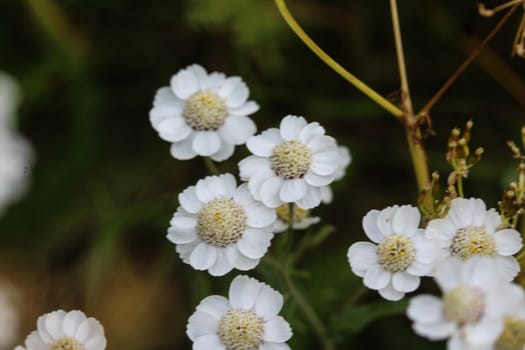 close up of Achillea millefolium, commonly known as common yarrow