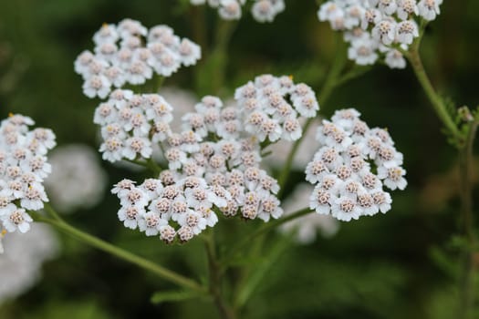 close up of Achillea millefolium, commonly known as common yarrow