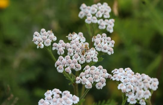 close up of Achillea millefolium, commonly known as common yarrow