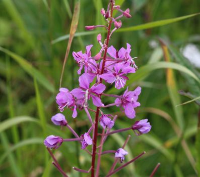 close up of Chamaenerion angustifolium, known as fireweed, great willowherb and rosebay willowherb