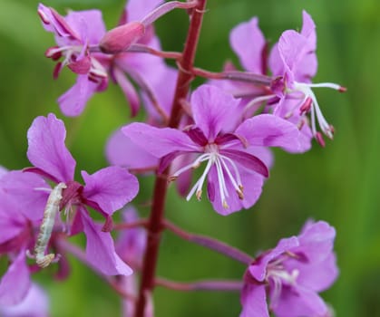 close up of Chamaenerion angustifolium, known as fireweed, great willowherb and rosebay willowherb