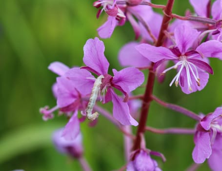 close up of Chamaenerion angustifolium, known as fireweed, great willowherb and rosebay willowherb