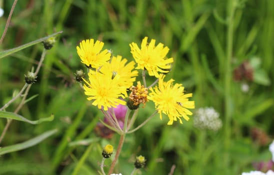Close up of Hieracium canadense, commonly called Canadian hawkweed, narrowleaf hawkweed, or northern hawkweed