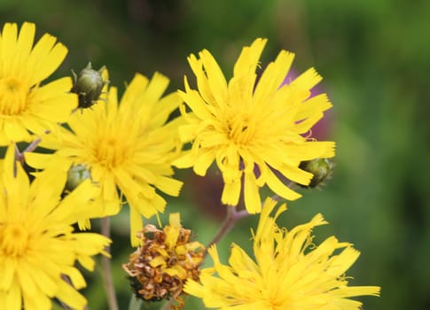 Close up of Hieracium canadense, commonly called Canadian hawkweed, narrowleaf hawkweed, or northern hawkweed