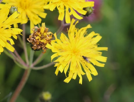 Close up of Hieracium canadense, commonly called Canadian hawkweed, narrowleaf hawkweed, or northern hawkweed