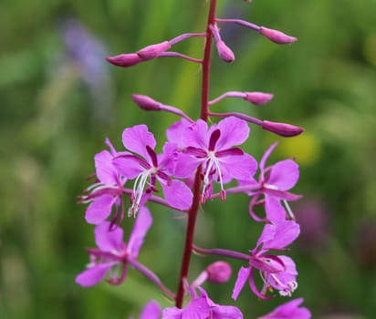 close up of Chamaenerion angustifolium, known as fireweed, great willowherb and rosebay willowherb