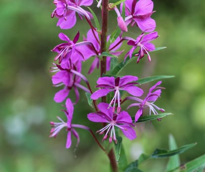 close up of Chamaenerion angustifolium, known as fireweed, great willowherb and rosebay willowherb