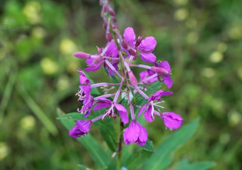 close up of Chamaenerion angustifolium, known as fireweed, great willowherb and rosebay willowherb