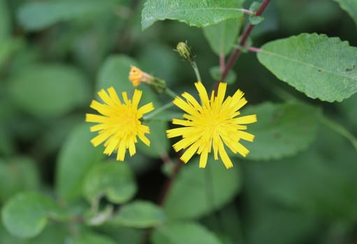 Close up of Hieracium canadense, commonly called Canadian hawkweed, narrowleaf hawkweed, or northern hawkweed