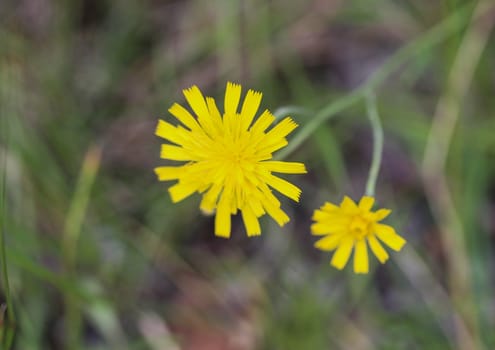 Close up of Hieracium canadense, commonly called Canadian hawkweed, narrowleaf hawkweed, or northern hawkweed