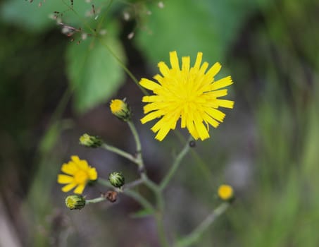 Close up of Hieracium canadense, commonly called Canadian hawkweed, narrowleaf hawkweed, or northern hawkweed