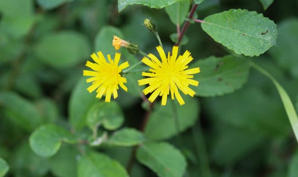 Close up of Hieracium canadense, commonly called Canadian hawkweed, narrowleaf hawkweed, or northern hawkweed