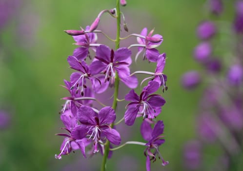 close up of Chamaenerion angustifolium, known as fireweed, great willowherb and rosebay willowherb