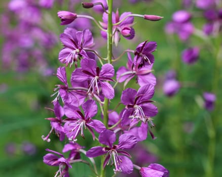 close up of Chamaenerion angustifolium, known as fireweed, great willowherb and rosebay willowherb