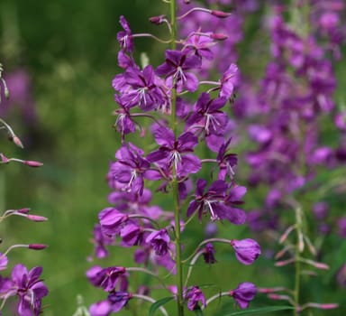 close up of Chamaenerion angustifolium, known as fireweed, great willowherb and rosebay willowherb