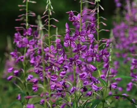 close up of Chamaenerion angustifolium, known as fireweed, great willowherb and rosebay willowherb