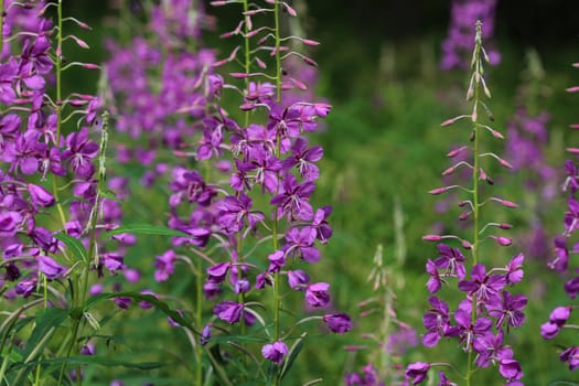 close up of Chamaenerion angustifolium, known as fireweed, great willowherb and rosebay willowherb