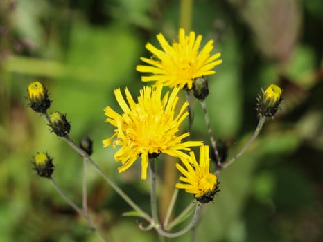 Close up of Hieracium canadense, commonly called Canadian hawkweed, narrowleaf hawkweed, or northern hawkweed