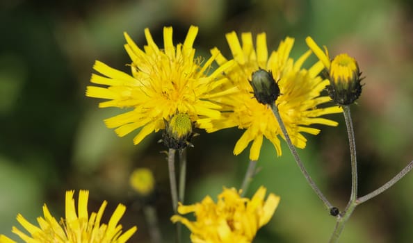 Close up of Hieracium canadense, commonly called Canadian hawkweed, narrowleaf hawkweed, or northern hawkweed
