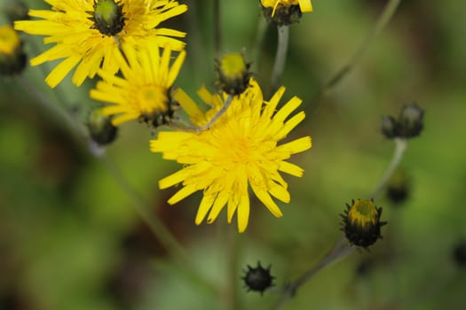 Close up of Hieracium canadense, commonly called Canadian hawkweed, narrowleaf hawkweed, or northern hawkweed