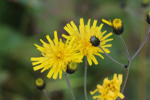 Close up of Hieracium canadense, commonly called Canadian hawkweed, narrowleaf hawkweed, or northern hawkweed