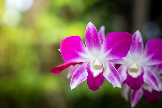 Beautiful blooming orchids in forest, On the bright sunshine