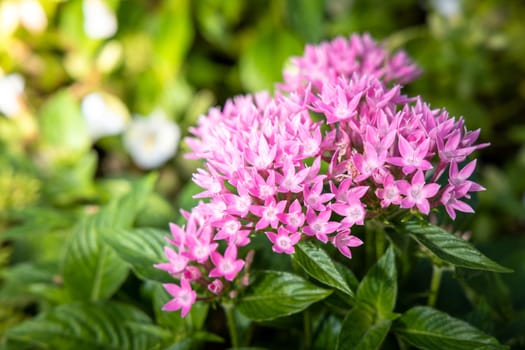 The background image of the colorful flowers, background nature