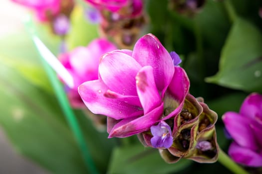 The background image of the colorful flowers, background nature