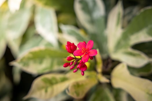 The background image of the colorful flowers, background nature